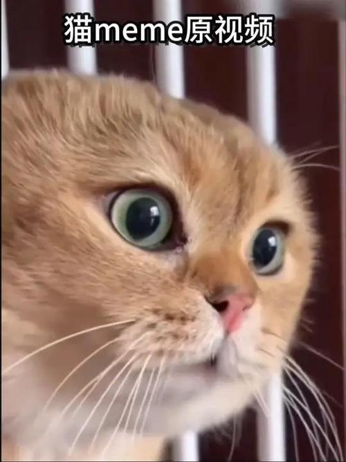 猫的视频搞笑视频