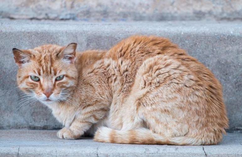 猫刚吃进去就吐出来了