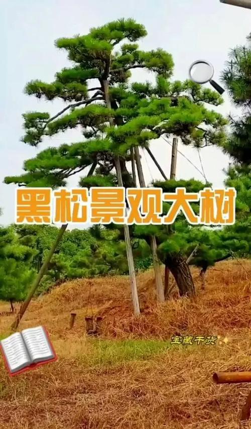 四季常青树十大排名