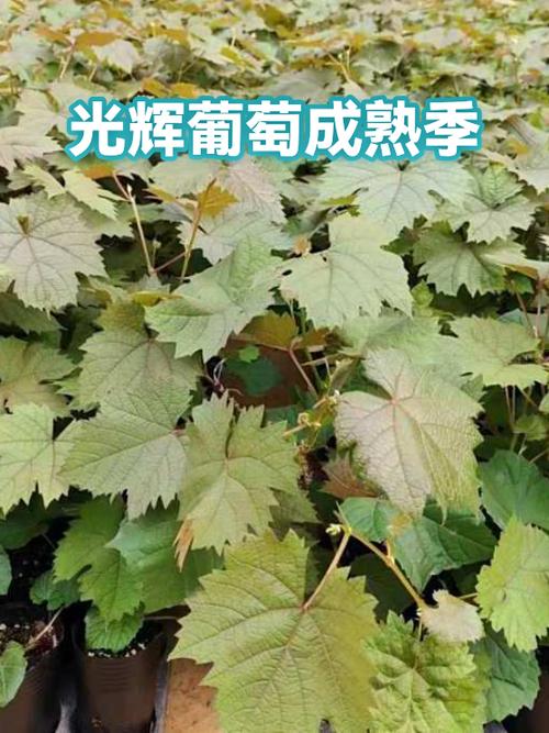 光辉葡萄