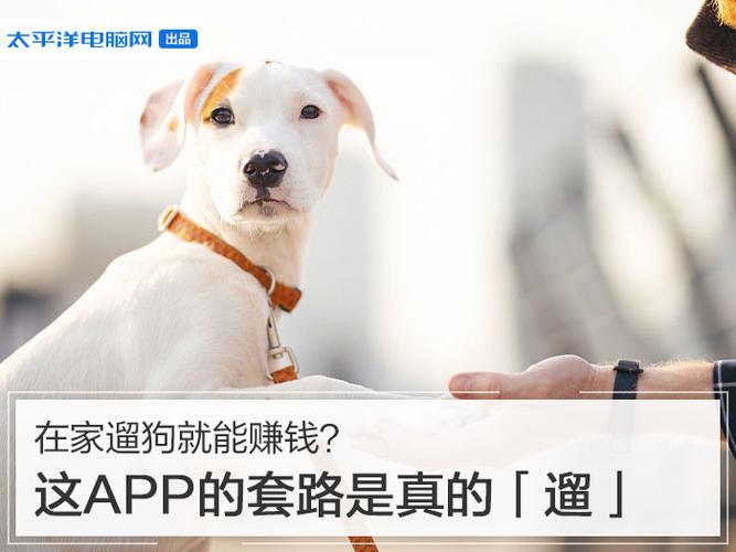 遛狗就能赚钱
