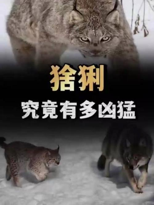 猞猁和狼单挑谁厉害