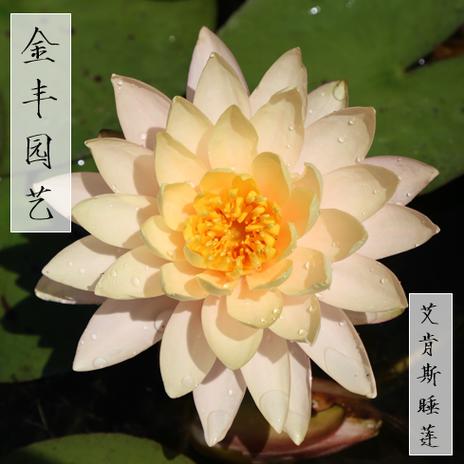 睡莲适合室内养吗