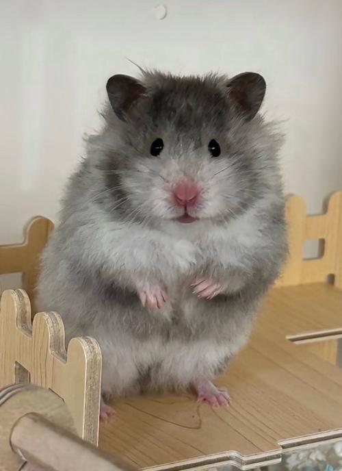 仓鼠照片
