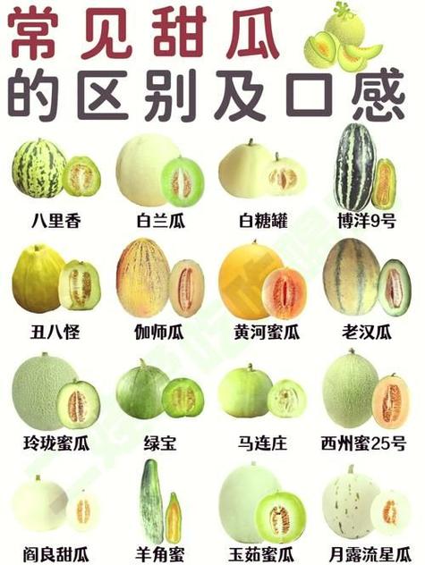 目前最好的香瓜品种