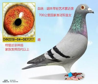 中国信鸽信息网查鸽网