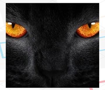 猫喜欢光还是喜欢暗