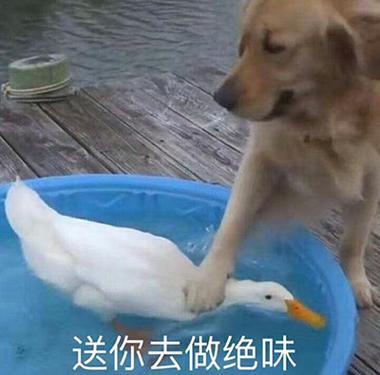 抓去当鸭子