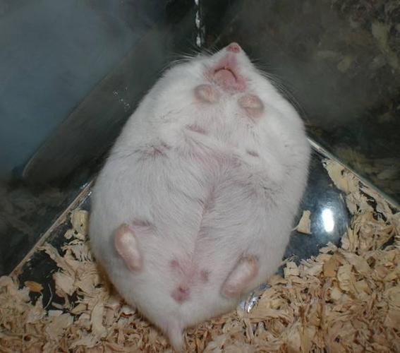 怎么确认仓鼠怀孕了