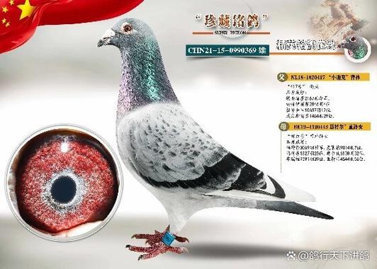 几个月公鹆能配对