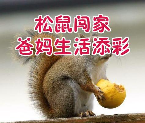 松鼠进家预示着什么