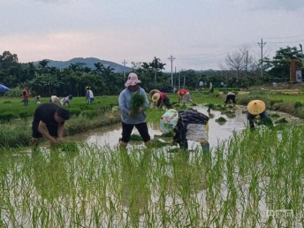 海南农民靠什么生活