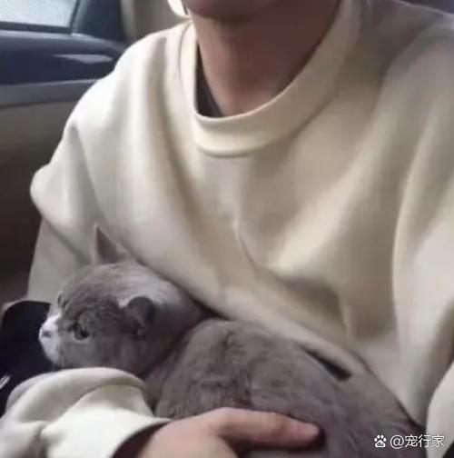 男人养猫的真正目的