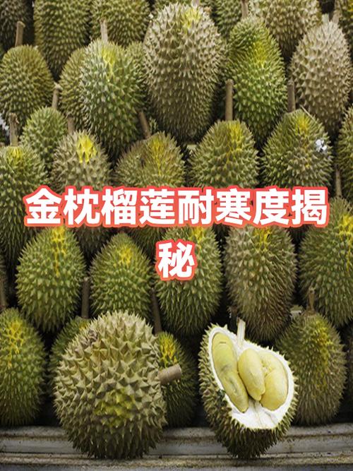 金枕榴莲能抗零下10度吗