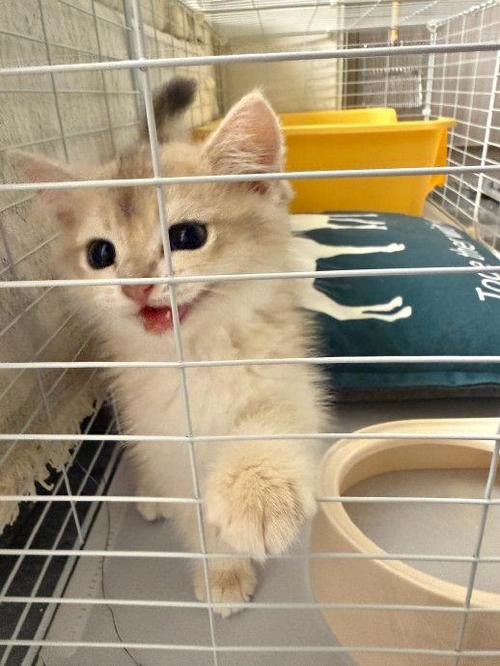 附近宠物猫回收