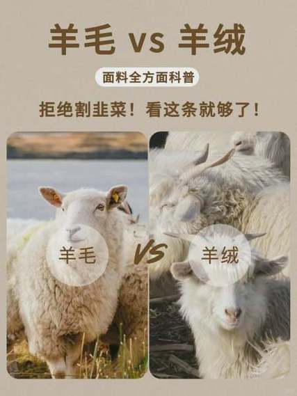 羊毛一斤价格表
