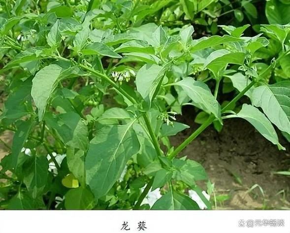 消肿最快的民间小偏方