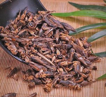 蟋蟀的功效与作用