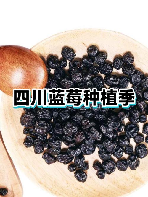 四川蓝莓为何尽量少吃