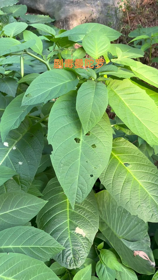曼陀山庄种的什么花
