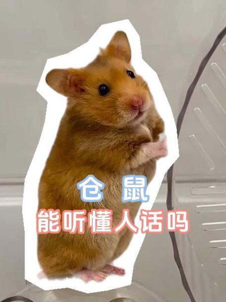 仓鼠能听懂人话吗