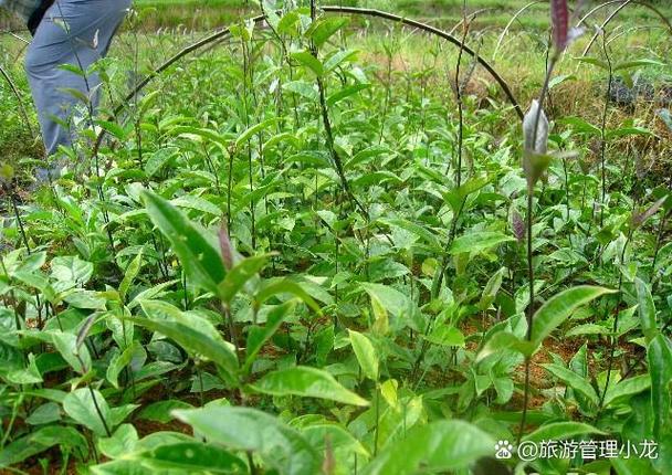 目前种植什么东西前景最好