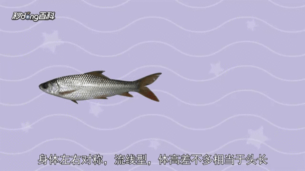 鲤鱼是癌细胞最喜欢吃的吗