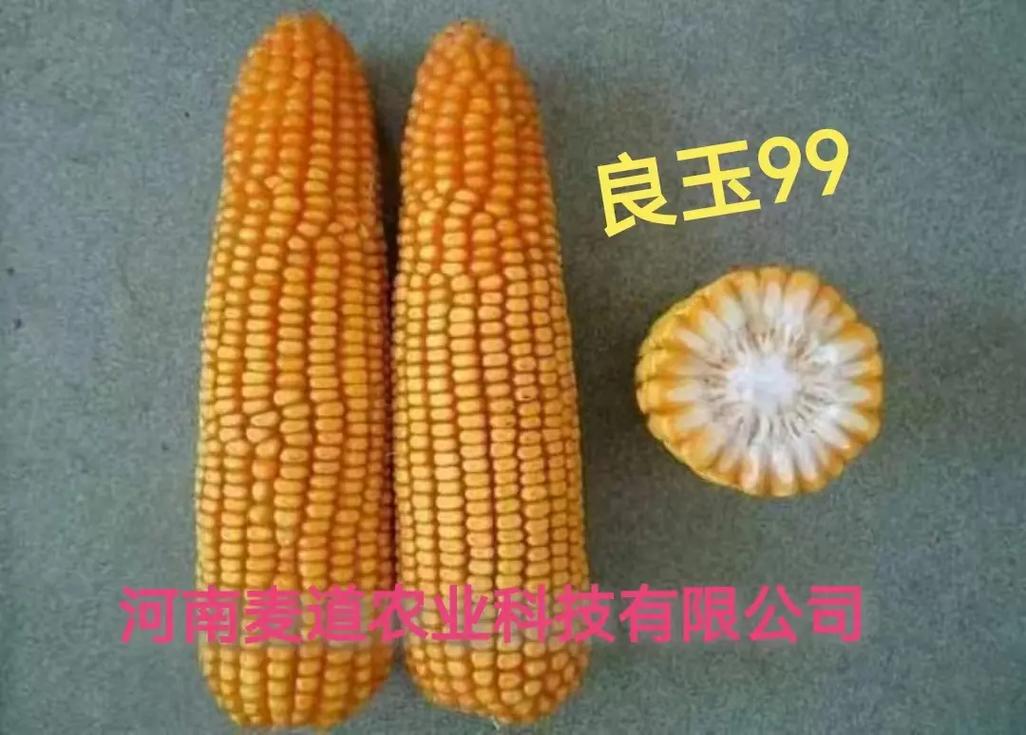 良星99玉米种怎么样