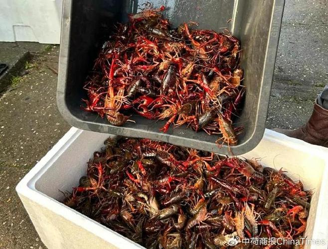 正常一斤小龙虾多少只