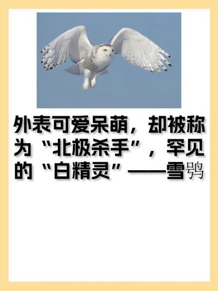 雪鸮比喻什么样的人