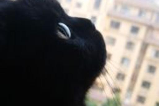 黑猫一般比喻什么人