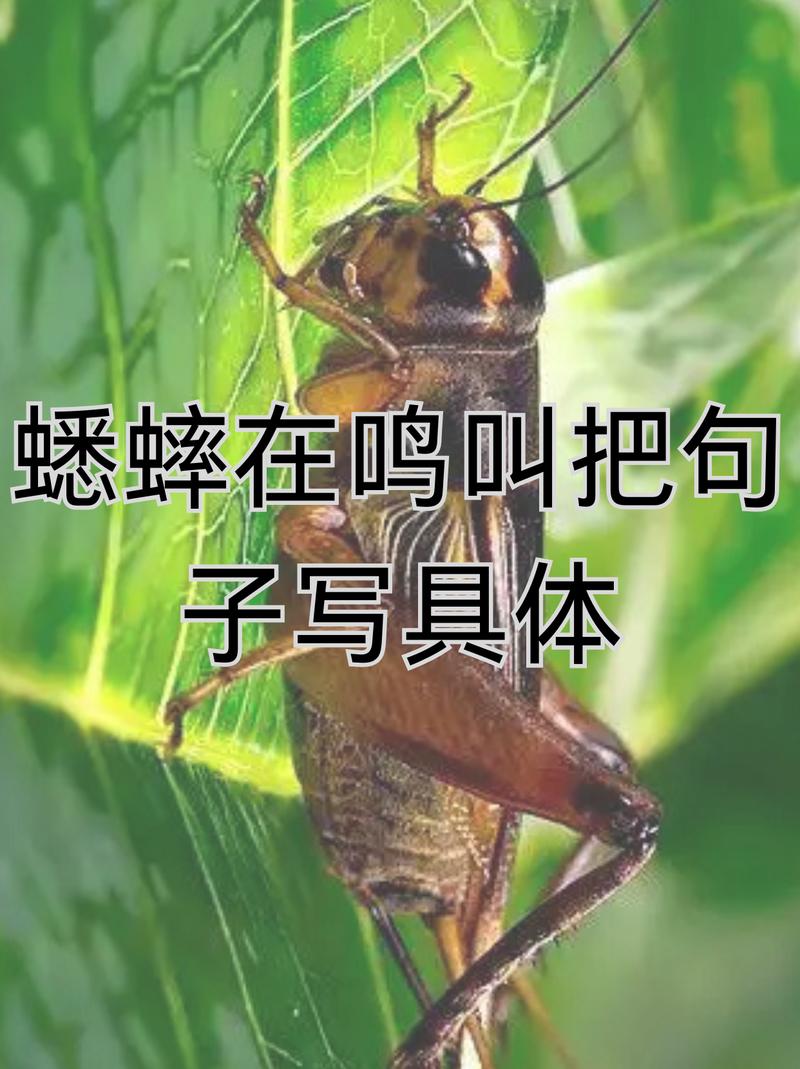 蟋蟀叫是吉兆还是凶兆