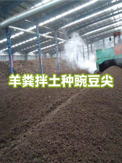 土种豌豆苗