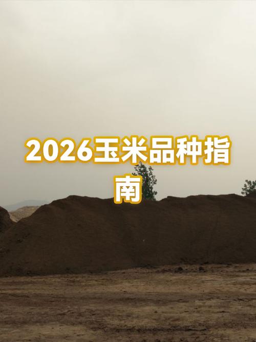2026最火玉米品种