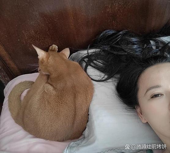 半夜猫上门的七大预兆