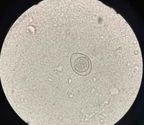 球虫最害怕的6种东西