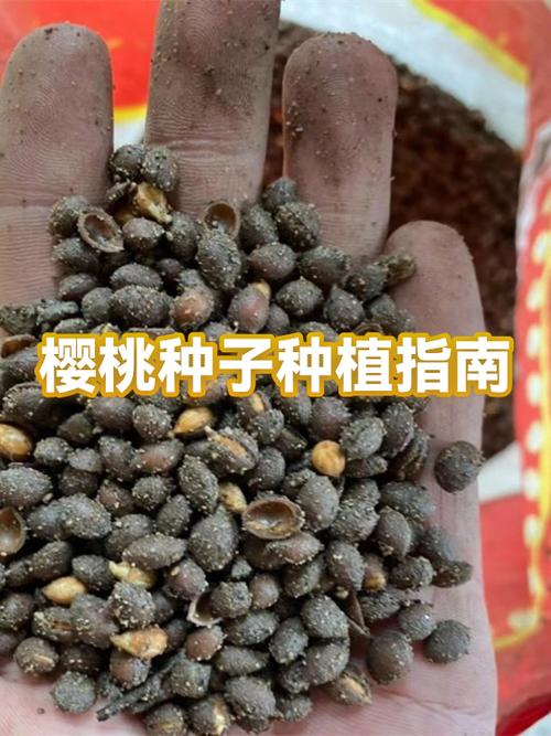 樱桃种子种植方法