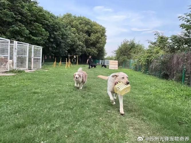 养狗旅行