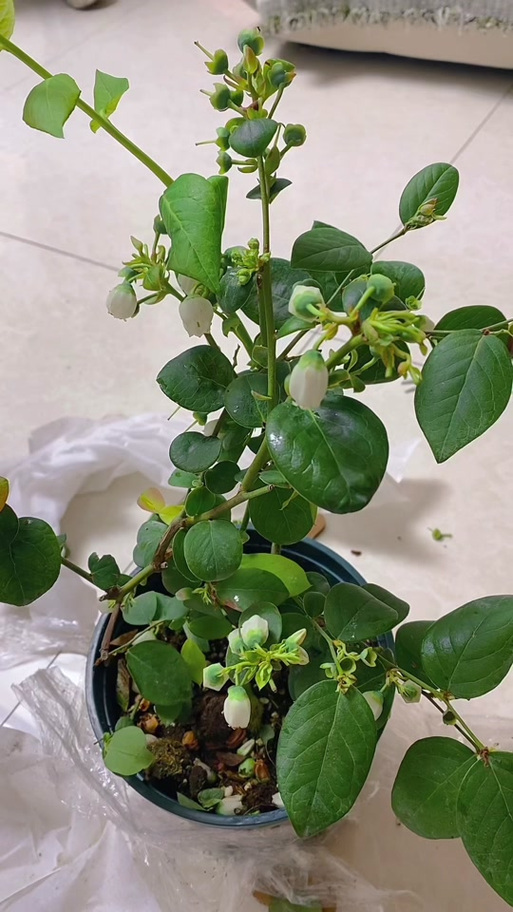 常见假蓝莓树