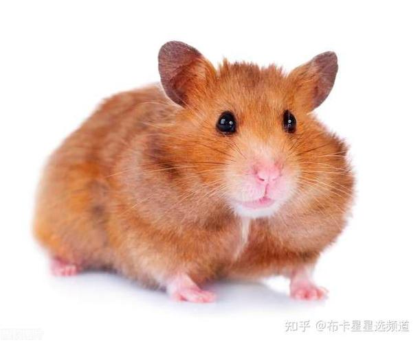 仓鼠被同类咬伤能自己恢复吗