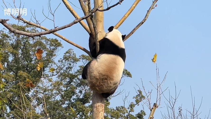 大熊猫视频搞笑视频爬树