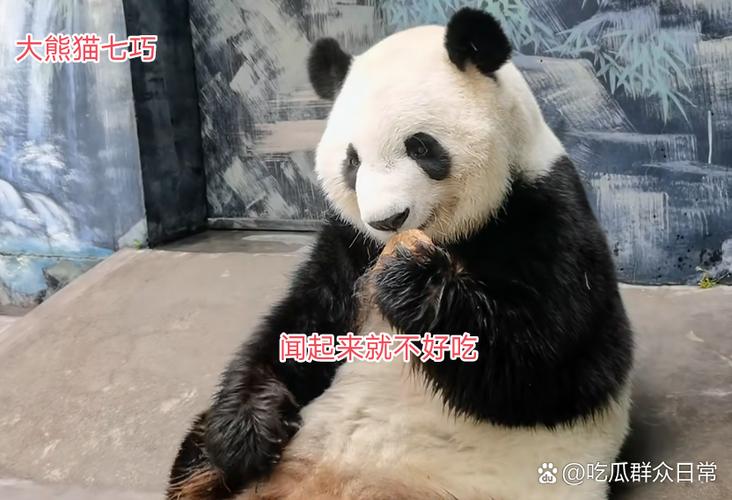 熊猫广告视频搞笑视频