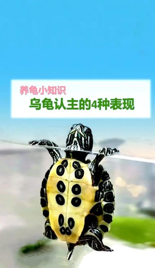 乌龟跑进家里要警惕