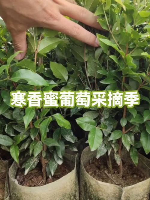 寒香蜜葡萄有籽吗