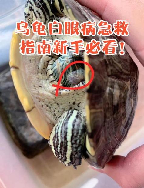 白眼病治疗
