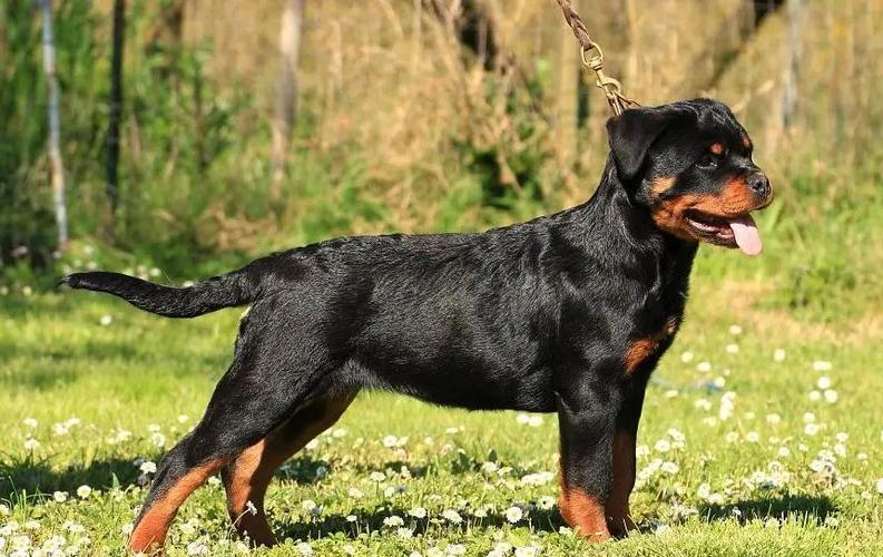 罗威纳犬多少钱一只