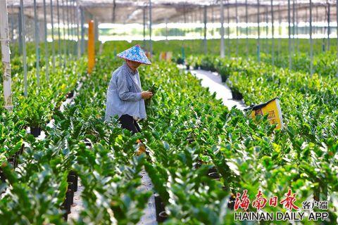 海南种植什么比较赚钱