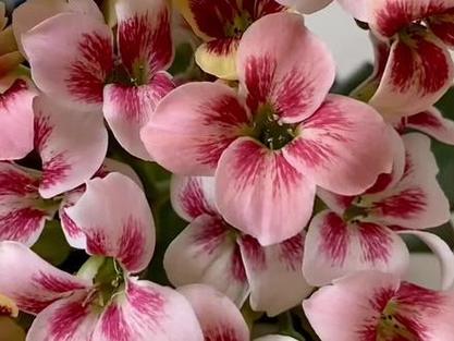 花爱丽丝