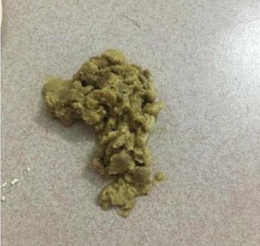 猫吐白水是什么原因