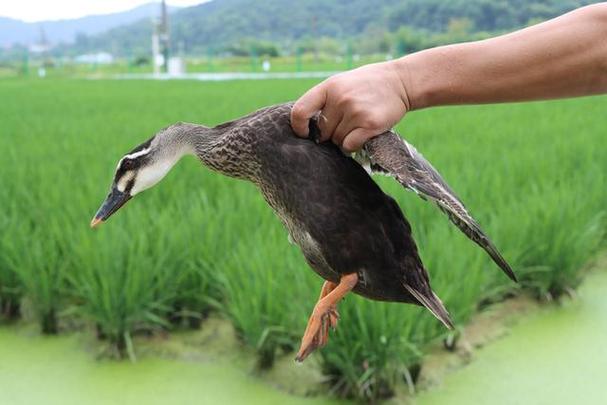 人要把鸭子抓来